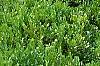 Buxus 'Green Mound', habit