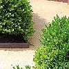 Buxus 'Green Mound', habit