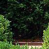 Buxus 'Green Mound', habit