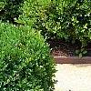 Buxus 'Green Mound', habit