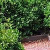 Buxus 'Green Mound', habit