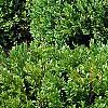 Buxus 'Green Mound', habit