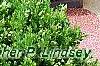 Buxus 'Green Mound', habit