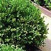 Buxus 'Green Mound', habit