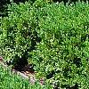 Buxus 'Green Mound', habit