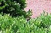 Buxus 'Green Mound', habit