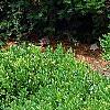 Buxus 'Green Mound', habit