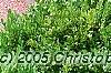 Buxus 'Green Mound', habit