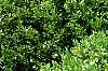 Buxus 'Green Mound', habit