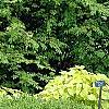 Buxus 'Green Velvet', habit