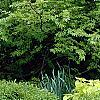 Buxus 'Green Velvet', habit