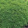 Buxus 'Green Velvet', habit