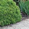 Buxus 'Green Velvet', habit
