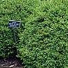 Buxus 'Green Velvet', habit