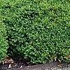 Buxus 'Green Velvet', habit
