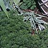 Buxus microphylla, culture