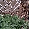 Buxus microphylla, culture