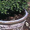 Buxus microphylla, culture