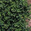 Buxus microphylla, culture