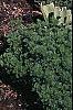 Buxus microphylla, culture