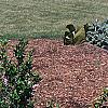 Buxus microphylla, culture