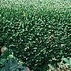 Buxus 'Glencoe' (Chicagoland Green [TM]), habit