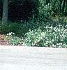 Buxus 'Glencoe' (Chicagoland Green [TM]), habit