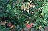 Buxus 'Glencoe' (Chicagoland Green [TM]), habit