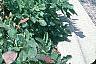 Buxus 'Glencoe' (Chicagoland Green [TM]), habit