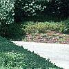 Buxus 'Glencoe' (Chicagoland Green [TM]), habit