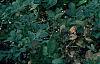 Buxus 'Glencoe' (Chicagoland Green [TM]), habit