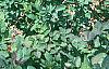 Buxus 'Glencoe' (Chicagoland Green [TM]), habit