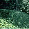Buxus 'Glencoe' (Chicagoland Green [TM]), habit