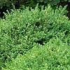 Buxus 'Wilson', habit