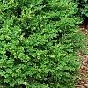 Buxus 'Wilson', habit