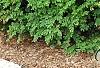 Buxus 'Wilson', habit