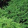 Buxus 'Wilson', habit