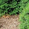 Buxus 'Wilson', habit