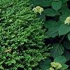 Buxus 'Wilson', habit
