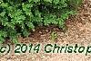 Buxus 'Wilson', habit