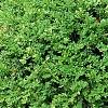 Buxus 'Wilson', habit