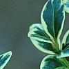 Buxus sempervirens 'Elegantissima', leaves