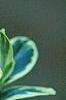 Buxus sempervirens 'Elegantissima', leaves