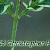 Buxus sempervirens 'Elegantissima', leaves