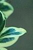 Buxus sempervirens 'Elegantissima', leaves