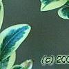 Buxus sempervirens 'Elegantissima', leaves