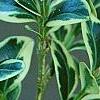 Buxus sempervirens 'Elegantissima', leaves