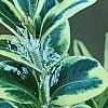 Buxus sempervirens 'Elegantissima', leaves