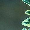 Buxus sempervirens 'Elegantissima', leaves