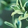 Buxus sempervirens 'Elegantissima', leaves